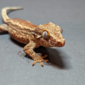 Gargoyle Gecko - Stripe Male "Danny"