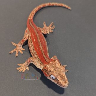 Gargoyle Gecko - Red Stripe Female
