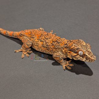 Gargoyle Gecko - Orange Blotch Female "Fugi"