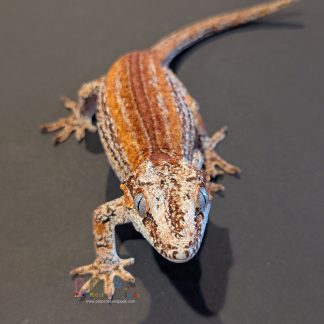 Gargoyle Gecko - Red/Orange Stripe Female RTB