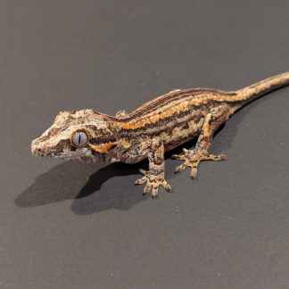 Gargoyle Gecko - RA-ACR-24-0425-4S2