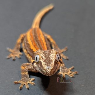 Gargoyle Gecko - RA-ACR-24-0420-4S1 Female