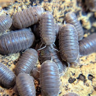 Cubaris Murina "Borneo"