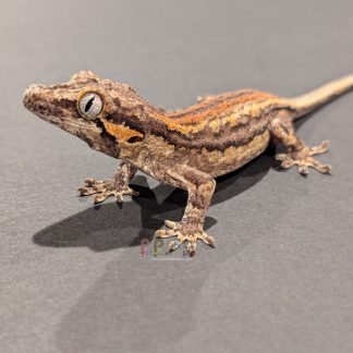 Gargoyle Gecko - Gargoyle Gecko Gargoyle Gecko RA-ACR-24-0610-5S Female