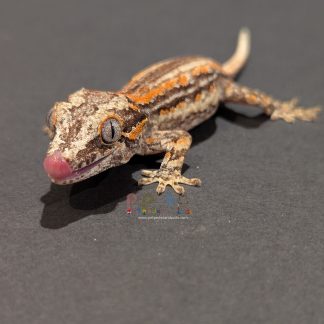 Gargoyle Gecko - Gargoyle Gecko RA-AR-24-0617-6S2 Male