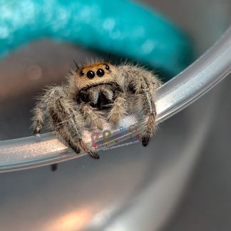 Phidippus Regius CB Female