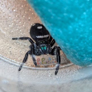 Phidippus Regius CB Male