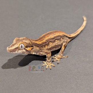 Gargoyle Gecko - Gargoyle Gecko Gargoyle Gecko RA-ACR-24-0927-10S2
