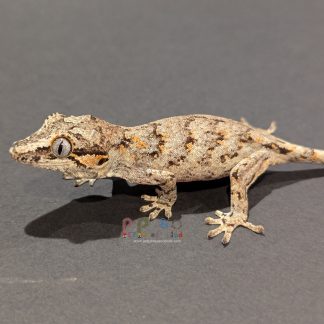 Gargoyle Gecko - Gargoyle Gecko Gargoyle Gecko RA-ACR-24-0801-8R2 Male