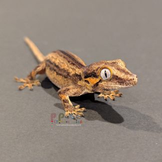 Gargoyle Gecko - Gargoyle Gecko Gargoyle Gecko RA-ACR-24-0911-9S