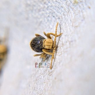 Shiny Spider Beetle (Mezium affine) Set of 10 - CBB