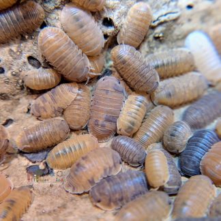 Cubaris murina "Anemone"