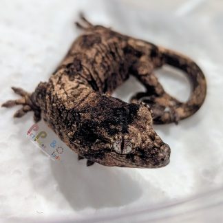 Chahoua Gecko - MC-GEO-25-0903-1A