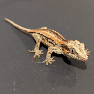 Gargoyle Gecko - RA-ACR-25-0806-14S1