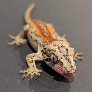 Gargoyle Gecko - RA-ACR-25-0630-12S