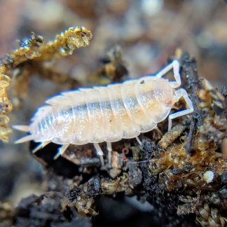 Porcellionides Pruinosus "Powder Pink"